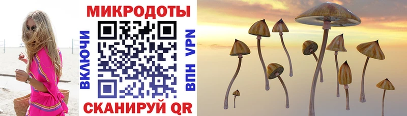 Галлюциногенные грибы Psilocybine cubensis  Купить  Кудымкар 